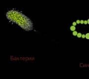 Разница между эукариотами и прокариотами